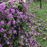 3750 Moss Verbena Seeds, Purple Flower Seeds for Garden Planting
