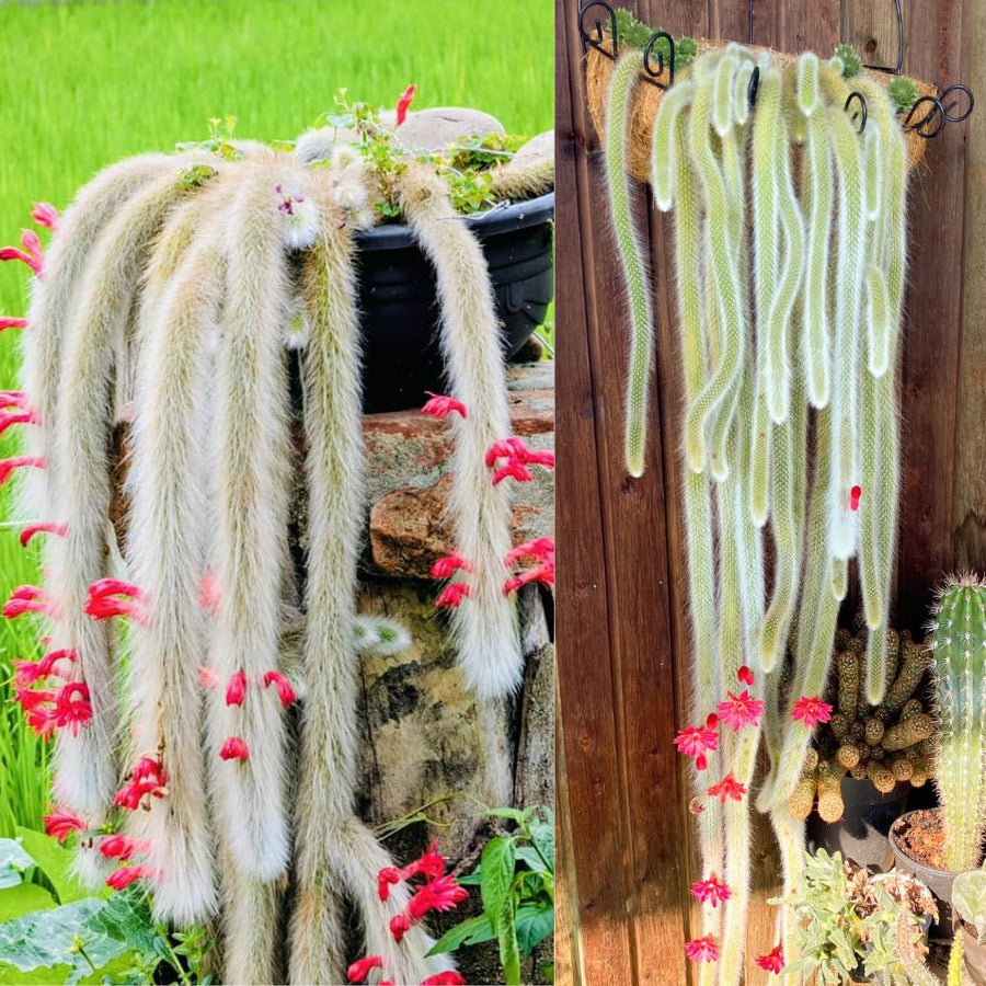 Rare Monkey Tail Cactus Live Plant, 6-8 Inch Tall Rooted Trailing Cactus, Hanging Succulent for Indoor or Outdoor Growing, No Pot
