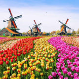 Pack of 10 Tulip Flower Bulbs, Mixed Color Tulip Flower Bulbs, Spring Blooming Bulbs for Planting