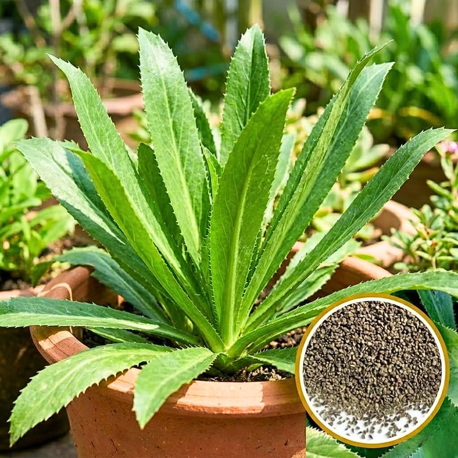 Set 1000 Culantro Seeds, Culantro Herb Live Plant, NGO GAI Seed for Outdoor Gardening