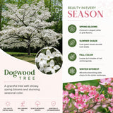 Pink Dogwood Live Tree in Quart Pot, Flowering Ornamental Trees for Outdoor Garden, Pink Blooms Spring Tree 8-14 Inches Tall
