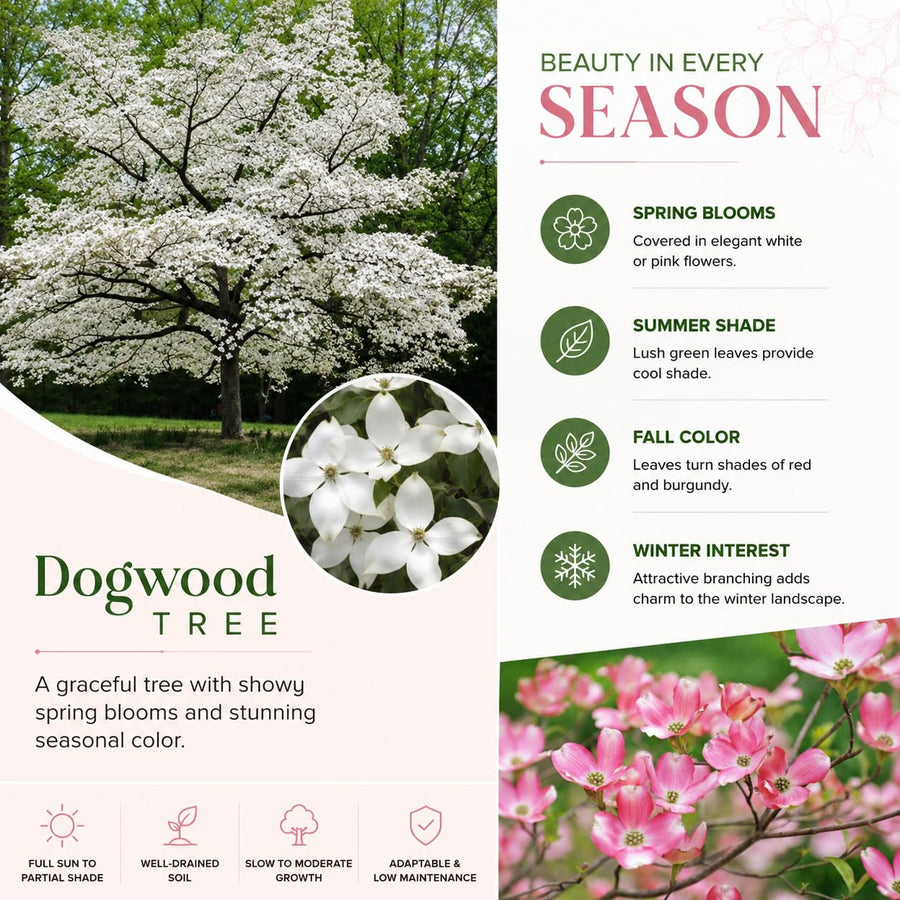 Pink Dogwood Live Tree in Quart Pot, Flowering Ornamental Trees for Outdoor Garden, Pink Blooms Spring Tree 8-14 Inches Tall