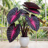 3 Colocasia Plants Live, Elephant Ear Caladium Esculenta Plants, 5 to 8 Inc Tall (Red Black)