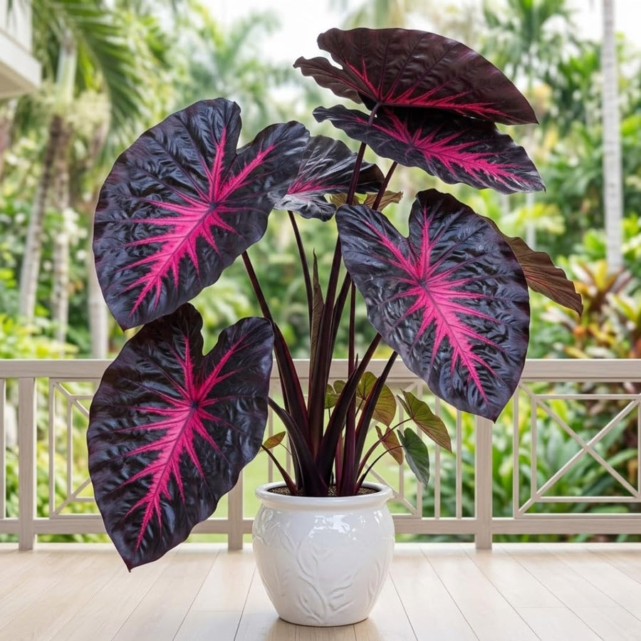 3 Colocasia Plants Live, Elephant Ear Caladium Esculenta Plants, 5 to 8 Inc Tall (Red Black)
