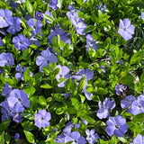 Set of 25 Vinca Minor Plants Live, 6 to 8 Inches Tall, Low Maintenance Periwinkle Ground Cover for Outdoor Landscaping and Garden Borders