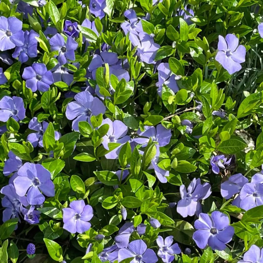 Set of 25 Vinca Minor Plants Live, 6 to 8 Inches Tall, Low Maintenance Periwinkle Ground Cover for Outdoor Landscaping and Garden Borders