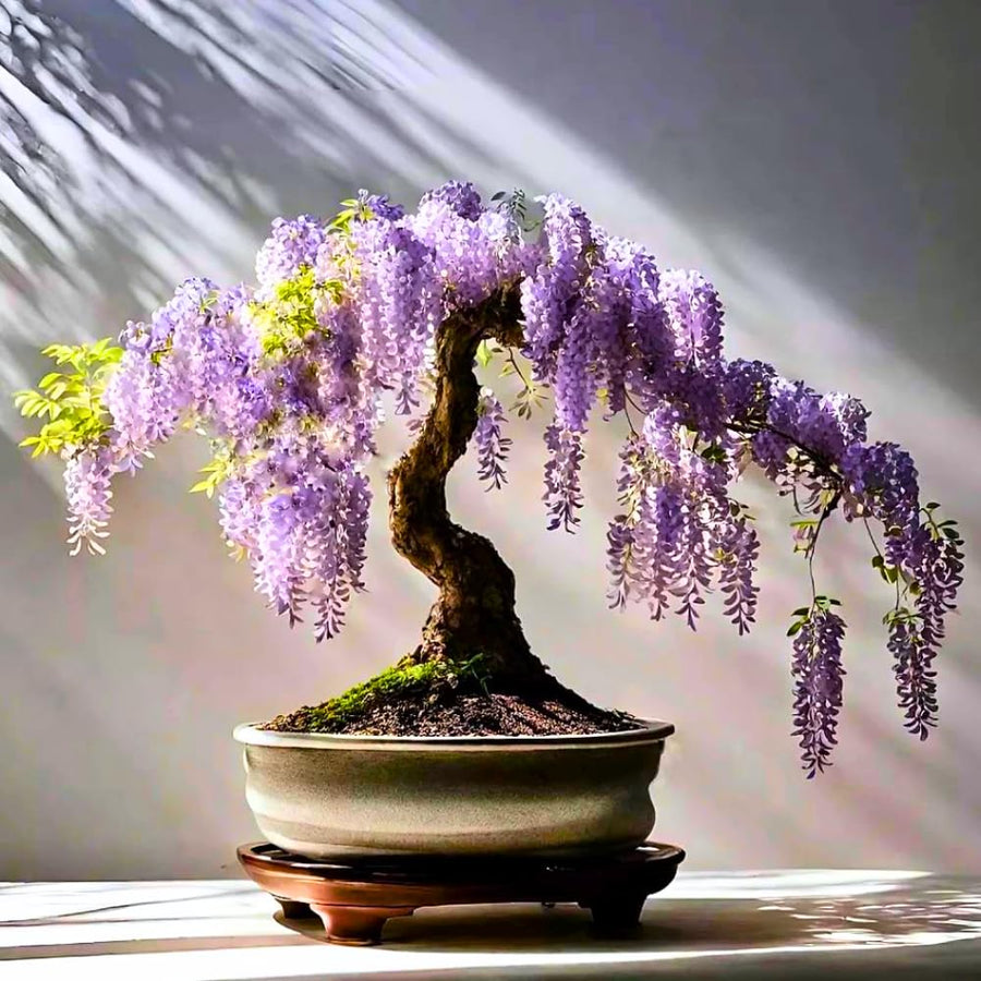 2 Purple Wisteria Trees Live Plants for Planting 6 to 12 Inch Tall, Purple Wisteria Plant Live to Grow, Wisteria Vine Live Plant for Planting, Fragrant Wisteria Flowers, in Pots