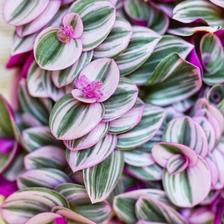 Wandering Jew Live Plant, Pink Tradescantia Nanouk Variegated Wandering Jew Houseplant, Rare Nanouk Pink Wandering Jew Plant 4 to 7 Inches Tall No Pot
