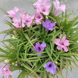 Mix Mexican Petunias Live Plant 4-8" Tall, 3 Plant Per Pot, Petunias Live Plants 4 Inch Pot, Colorful Flowering for Garden, Landscape