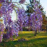 Purple Wisteria Tree Live Plant 6-12 Inc Height, Purple Wisteria Plant Live, Wisteria Vine Live Plant, Fragrant Flowers, in Pot