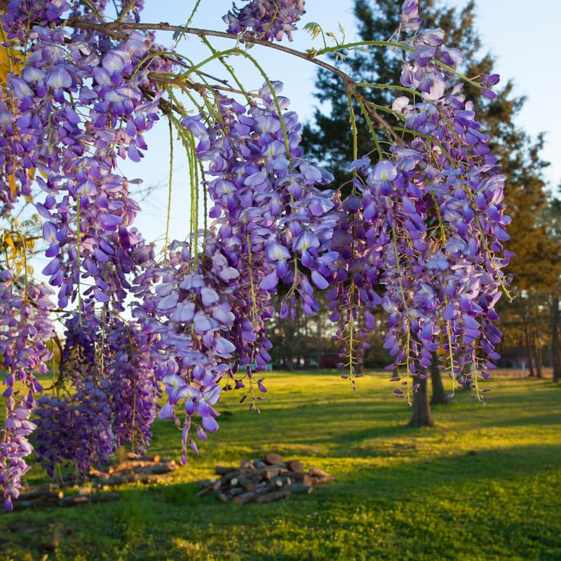 Purple Wisteria Tree Live Plant 6-12 Inc Height, Purple Wisteria Plant Live, Wisteria Vine Live Plant, Fragrant Flowers, in Pot