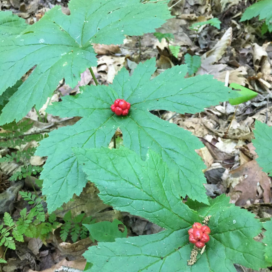 Set of 5 Goldenseal Roots Live Plants, Bare Root Golden Seal for Outdoor Growing