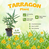 2 Tarragon Plants Live, Tarragon Herb Plant Indoor Outdoor, 5-9 Inch Tall, Tarragon Mint for Your Garden and Culinary Needs