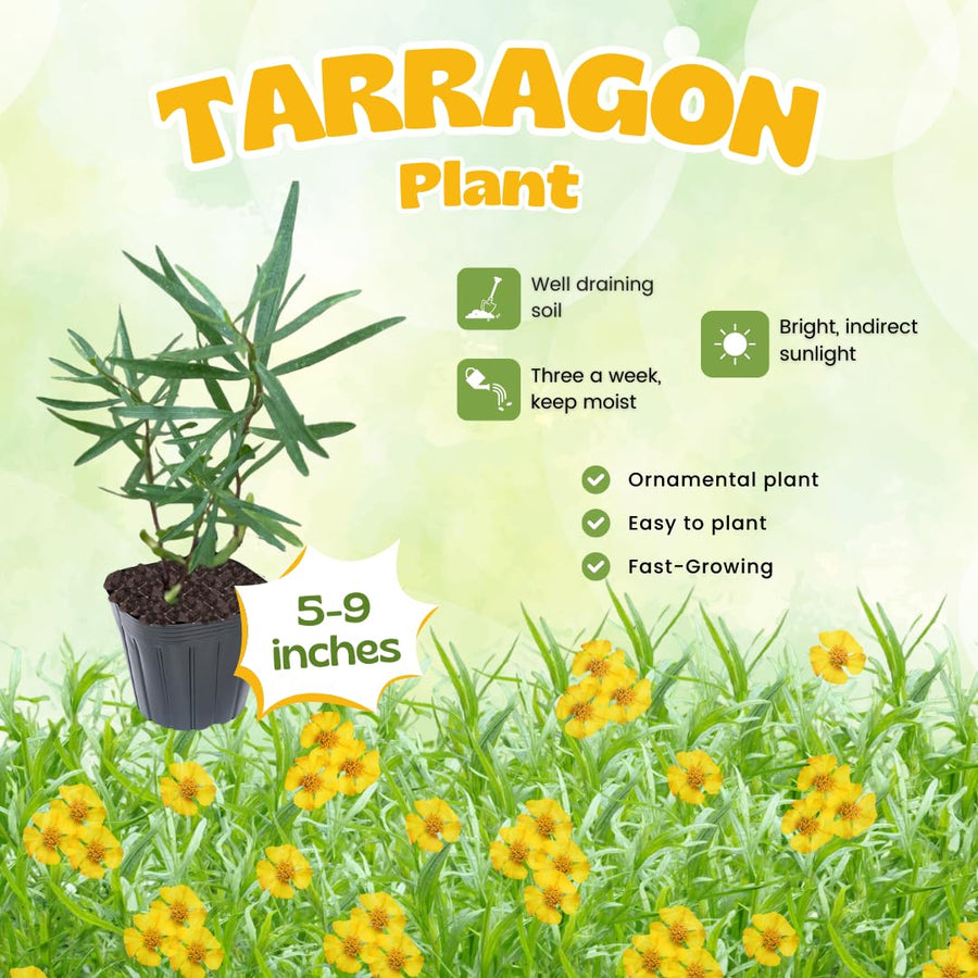 2 Tarragon Plants Live, Tarragon Herb Plant Indoor Outdoor, 5-9 Inch Tall, Tarragon Mint for Your Garden and Culinary Needs