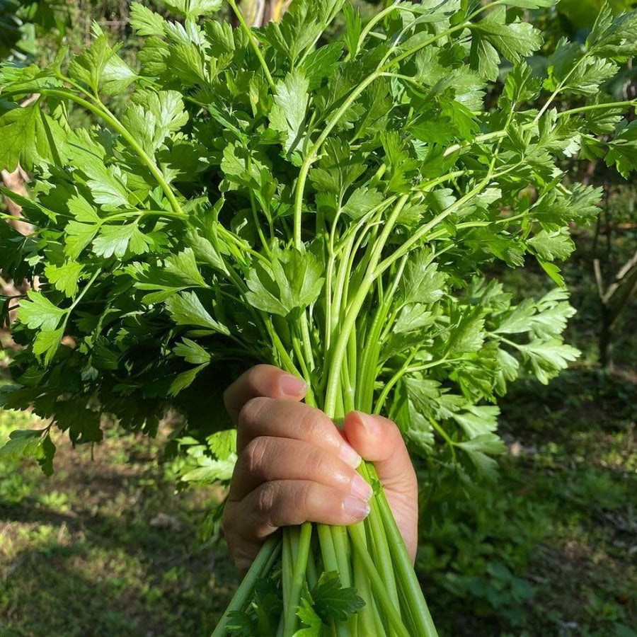 500 Count Parsley Seeds, Fresh Culinary Herb for Garden and Home Growing