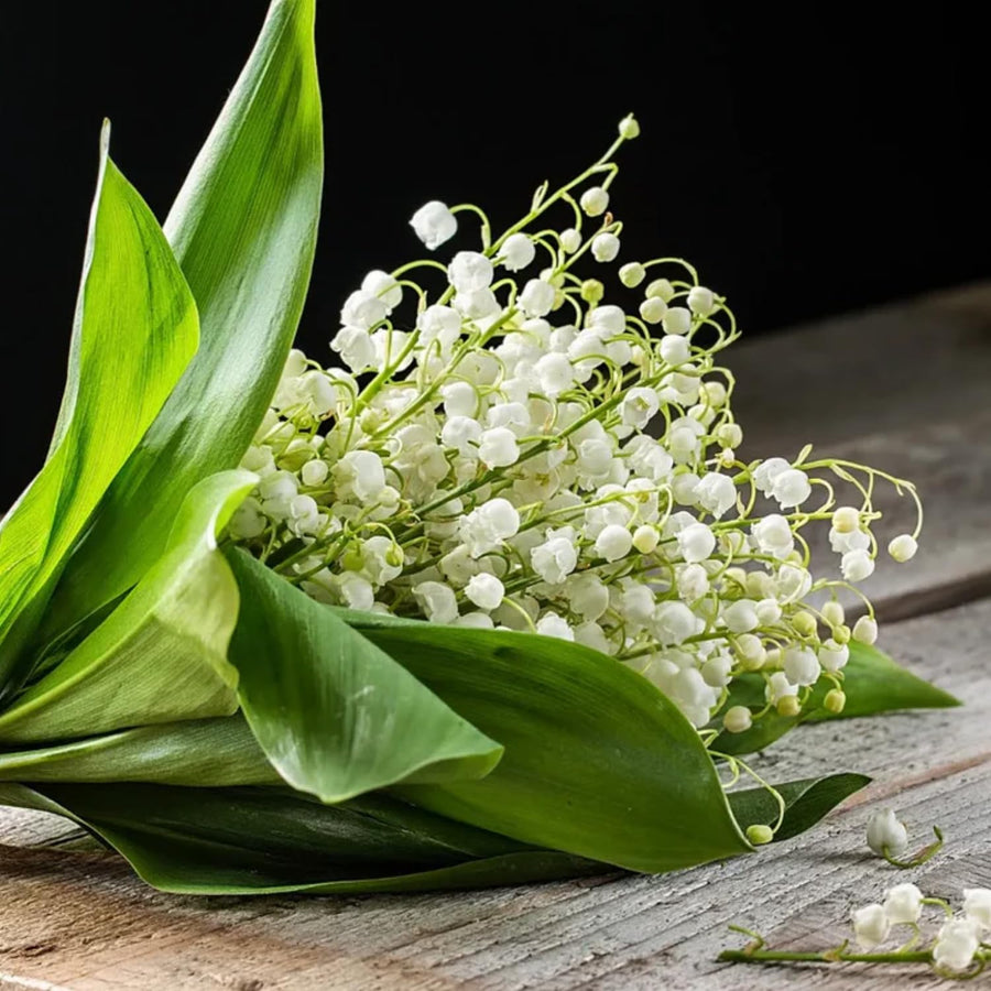 5 Lily of the Valley Roots, Fragrant White Lily Flower Rhizomes, Perennial Spring Flowers
