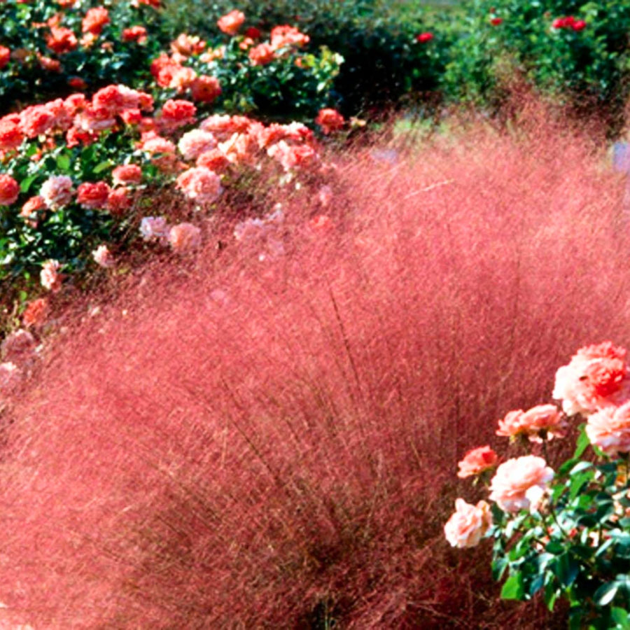 2 Ornamental Grass Plants - Mix Muhly Grasses Live Plants Perennial - 5-9 Inc Tall - Live Grass Seedlings Indoor Outdoor