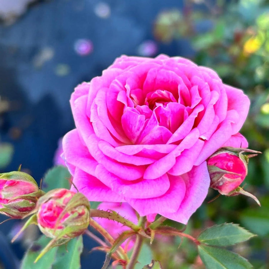 2 Rose Plants Live, Rose Bush Live Plants, Fragrant Rose Flowers, Well Rooted 5-10 Inch Tall, No Pot (Pink Rose)