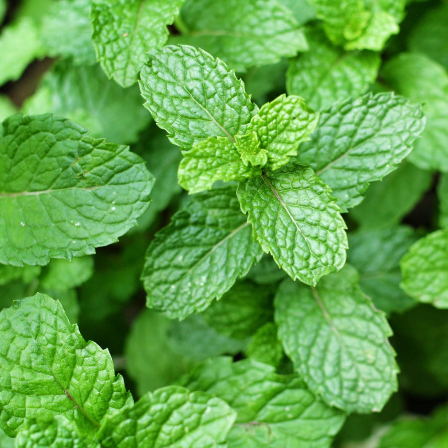Apple Mint Live Plant 4.5″ Pot, Fragrant Culinary Mint Herb, Easy Care Indoor Outdoor Planting