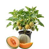 2 Live Hales Melon Plants, Sweet Melon for Planting, Vegetable Plant 4-6 Inches Tall in 4 Inches Pot, Edible Fruit for Garden