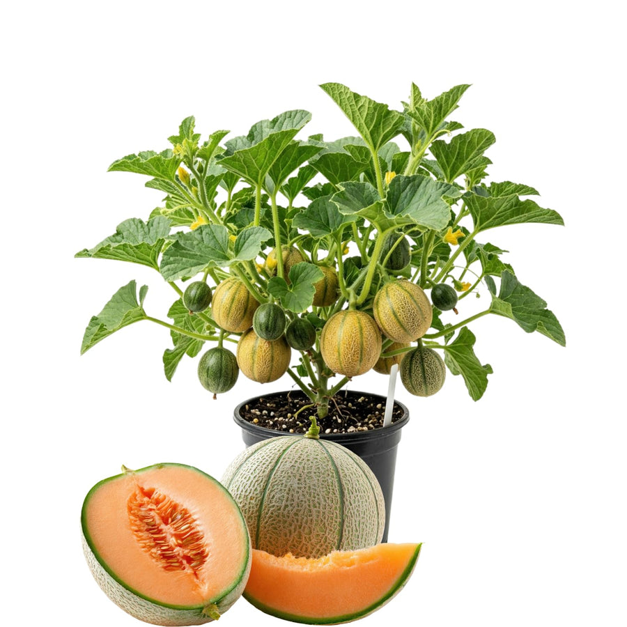 2 Live Hales Melon Plants, Sweet Melon for Planting, Vegetable Plant 4-6 Inches Tall in 4 Inches Pot, Edible Fruit for Garden