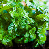 Apple Mint Herb Live Plant in 4.5 Inch Pot, Fragrant Mint for Easy Growing Garden and Patio, 6-9 Inch Starter Mints