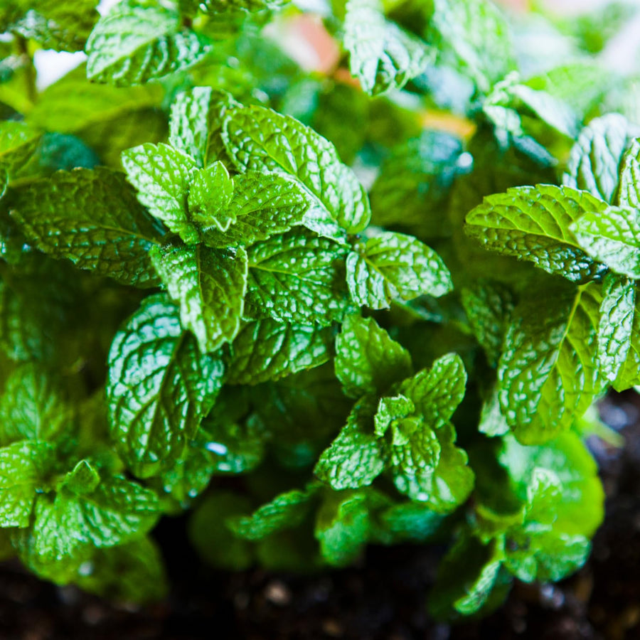 Apple Mint Herb Live Plant in 4.5 Inch Pot, Fragrant Mint for Easy Growing Garden and Patio, 6-9 Inch Starter Mints