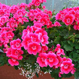 Pink Geranium Plants Live, 2 Plants, Geranium Flower Plants, Size Plant 4 Inches