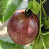 Passionfruit Live Plant 10-12″ Tall, Passion Fruit Vine, Fast Growing Tropical Vine, Outdoor or Container Growing (Purple)