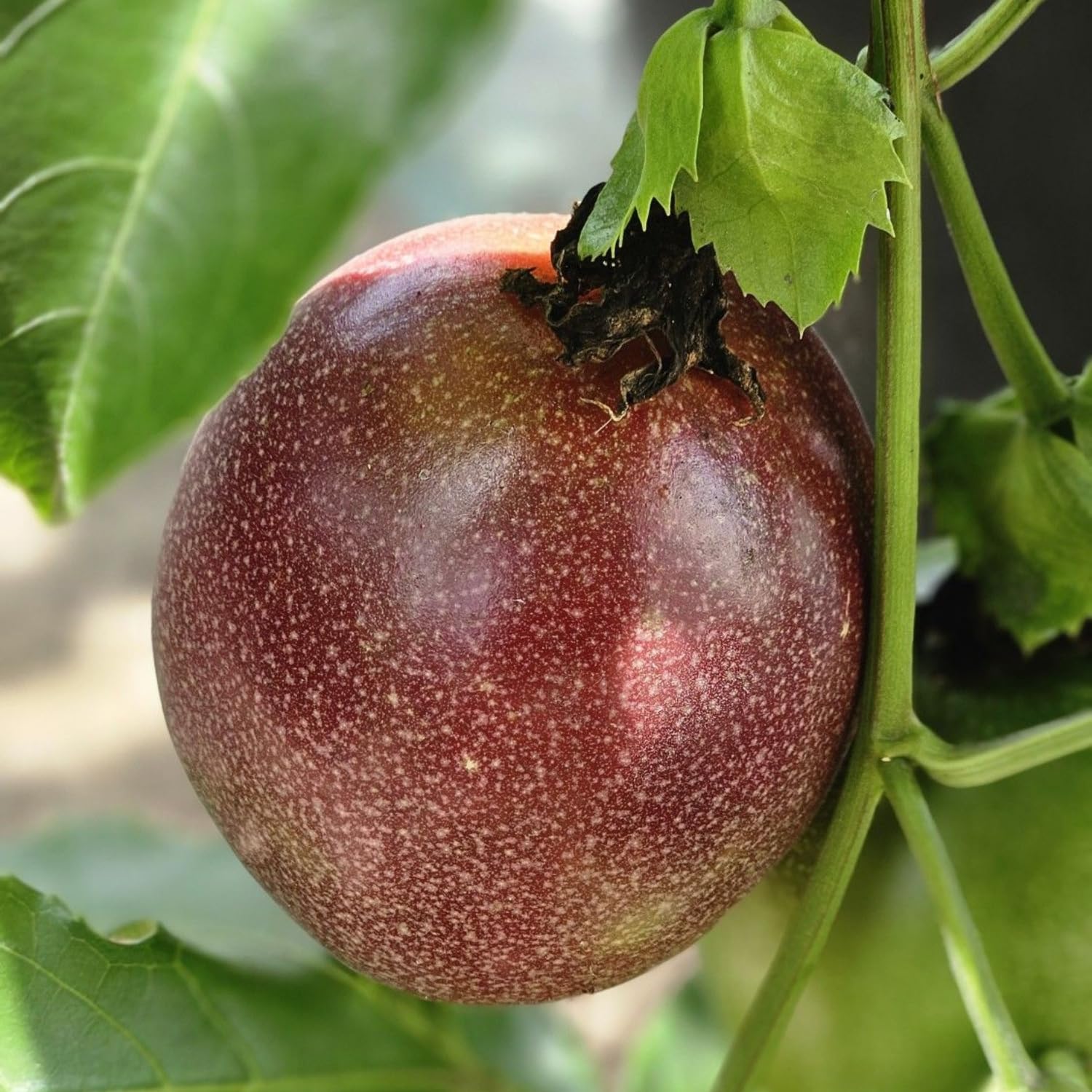 Passionfruit Live Plant 10-12″ Tall, Passion Fruit Vine, Fast Growing Tropical Vine, Outdoor or Container Growing (Purple)