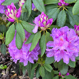 Live Azalea Plant, Rhododendron Flowering Shrub, Hardy Ornamental Plant, 10 Inches Tall, for Indoor or Outdoor Planting (Purple Azalea)