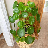 Money Plant Live in 4 Inch Pot - Pilea Peperomioides Houseplant, Money Indoor Plant for Home Office