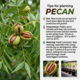 Set of 2 Pecan Tree Live Plant, 10-15 Inches Tall Bareroots, Nut Tree, Hardy Pecan Nut Seedling for Outdoor Gardening