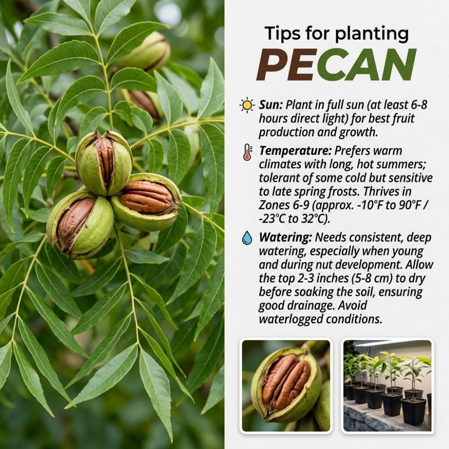 Set of 2 Pecan Tree Live Plant, 10-15 Inches Tall Bareroots, Nut Tree, Hardy Pecan Nut Seedling for Outdoor Gardening