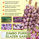 3 Large Purple Garlic Bulbs for Planting, Garlic for Planting, High-Yield Hardy Garlic for Garden