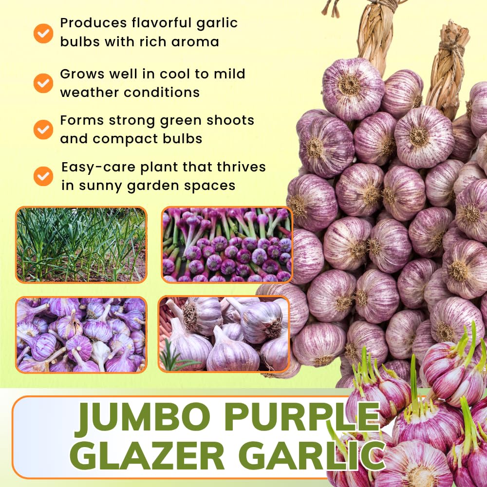 3 Large Purple Garlic Bulbs for Planting, Garlic for Planting, High-Yield Hardy Garlic for Garden
