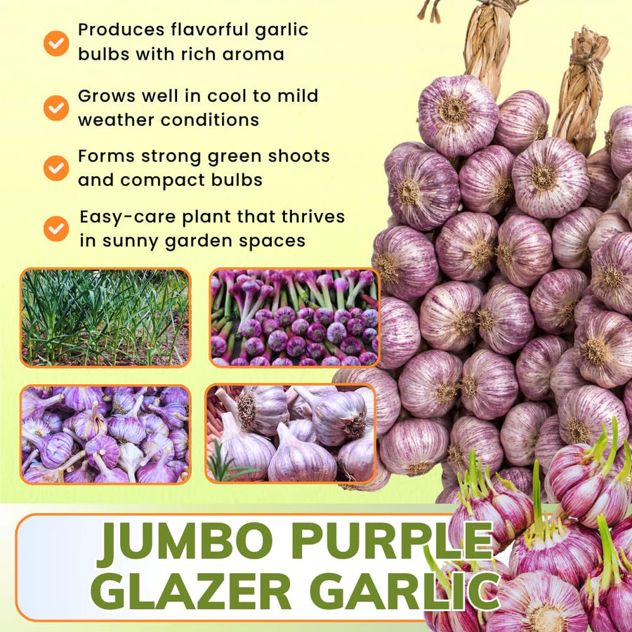 3 Large Purple Garlic Bulbs for Planting, Garlic for Planting, High-Yield Hardy Garlic for Garden