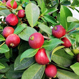 Strawberry Guava Tree Live Plant, Sweet Guava Fruit Tree Potted, 7-10 Inch Tall Ready to Grow Outdoor