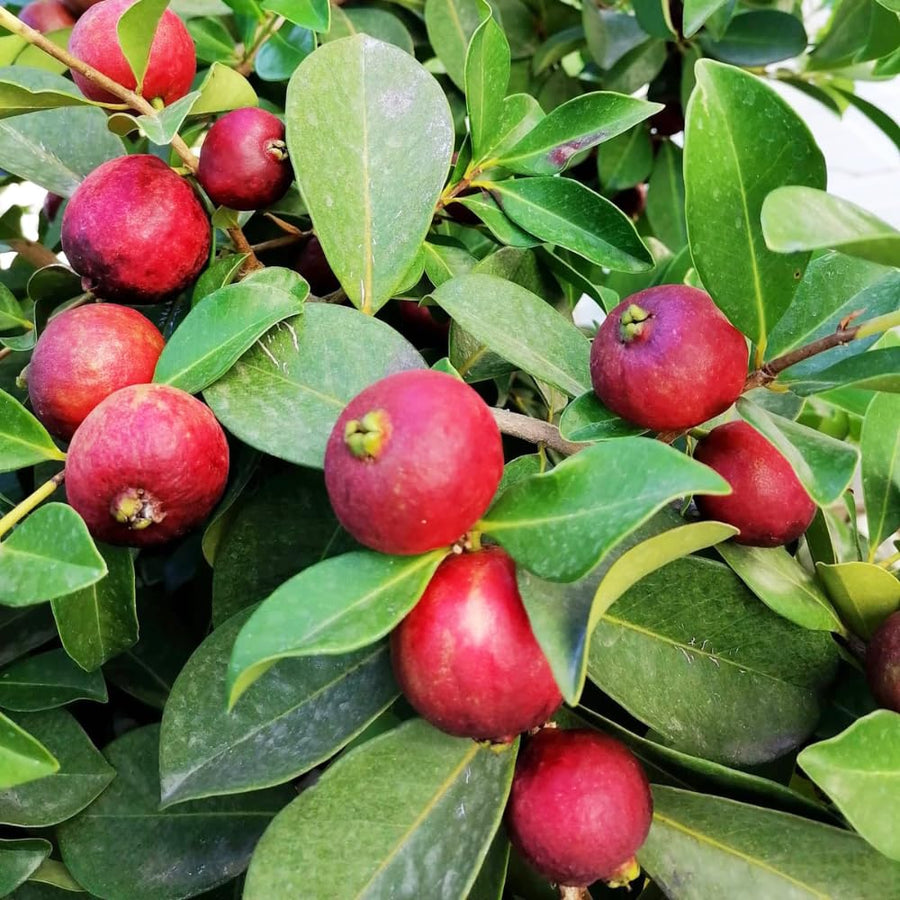 Strawberry Guava Tree Live Plant, Sweet Guava Fruit Tree Potted, 7-10 Inch Tall Ready to Grow Outdoor