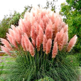 3 Pampas Grass Plants Live for Planting, Pink Pampas Grass Live Plant Ornamental Garden Indoor Outdoor
