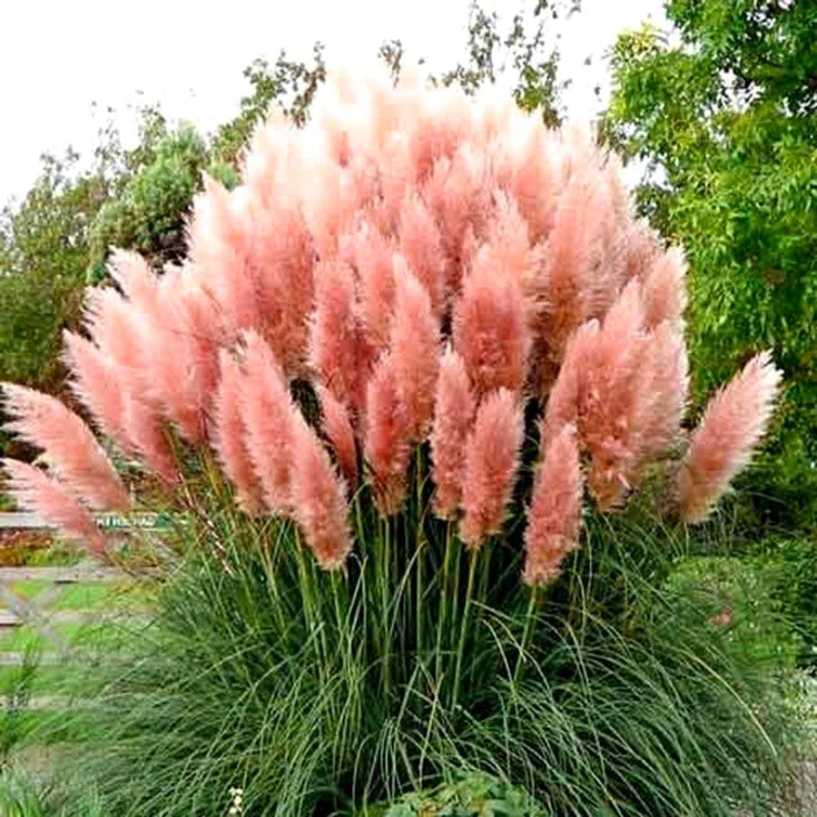 3 Pampas Grass Plants Live for Planting, Pink Pampas Grass Live Plant Ornamental Garden Indoor Outdoor