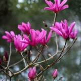 Magnolia Tree Live Plant in 2.5'' Pot, Magnolia Starter Tree, Ornamental Flowering Tree, Outdoor or Container Growing (Ann Magnolia)