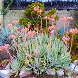 Cotyledon Orbiculata Succulent Live Plant Potted, Trailing Succulent Rare House Plant for Home Office Decoration, Indoor Outdoor Growing, 2" Pot, Starter Plants