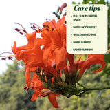Orange Honeysuckle Plant Live 4'' Pot, Fragrant Perennial Honeysuckle Vine Live Plant, 6-8'' Tall Starter Plant for Planting