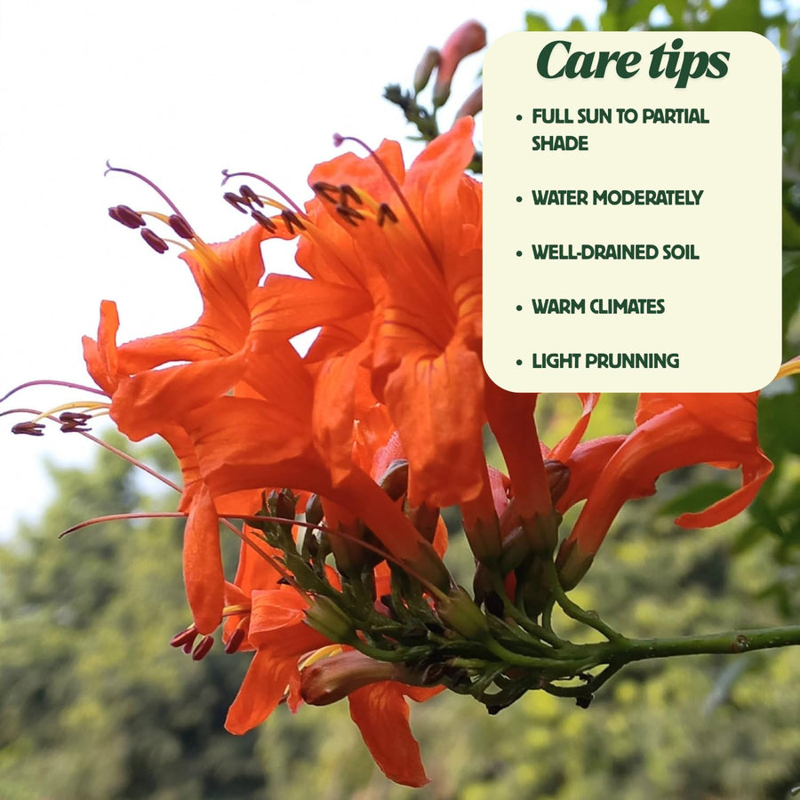 Orange Honeysuckle Plant Live 4'' Pot, Fragrant Perennial Honeysuckle Vine Live Plant, 6-8'' Tall Starter Plant for Planting