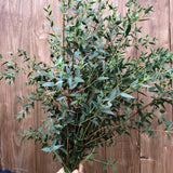 Eucalyptus Plant, Starter Eucalyptus Plant Live in 2.5" Pot, Cold Hardy, Fragrant Foliage, Ready to Grow Indoor Outdoor (Parvifolia)