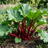 Combo 100 Red Rhubarb Seeds for Planting, Rhubarb Vegetable Seeds for Outdoor Garden Growing