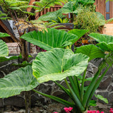 2 Alocasia Live Plants, Live Alocasia Plants Indoor, 3 to 5 Inches, Colocasia Plant, Elephant Ear Esculenta Taro Colocasia Plant House Plant (Giant Green)