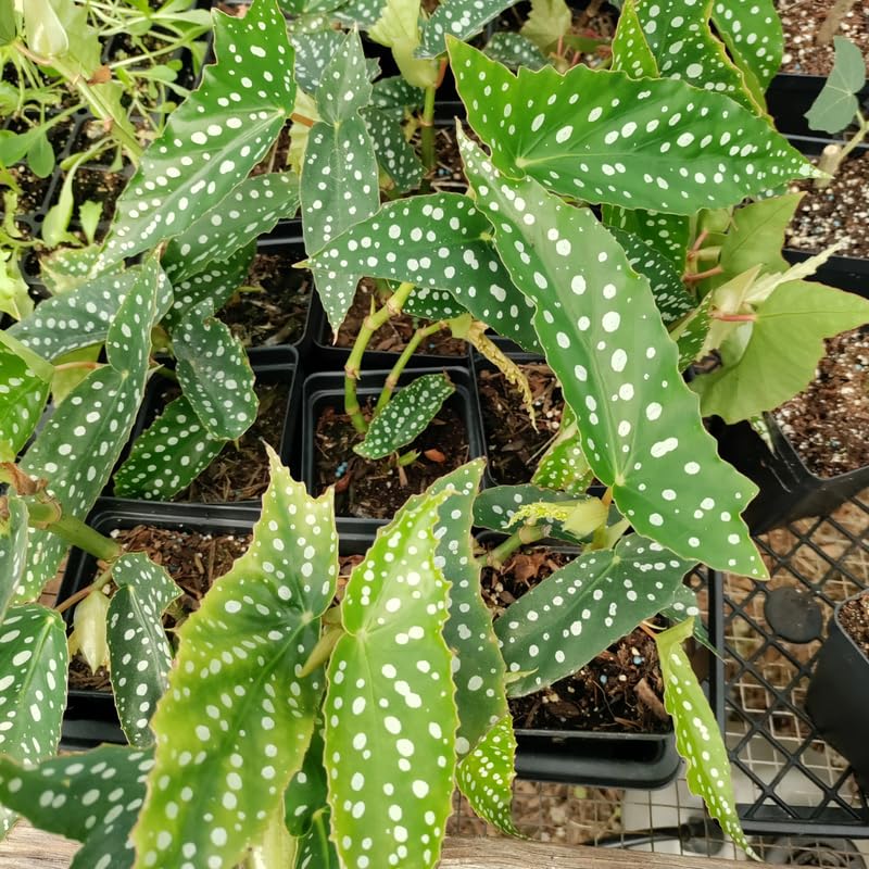 Combo 4 Begonias Houseplant Live Indoor, Angel Wing Begonia Maculata Live Plant, Polka Dot Begonias Live Plants Outdoor, 4 to 8 Inc Tall