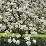 Set of 2 Magnolia Trees Live Plant – Sweetbay Magnolia, 6–12 Inches Tall, Fragrant Magnolia Flowers, Outdoor Planting in Pots, Beautiful Ornamental Trees